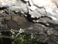 Grotta Nicodemo